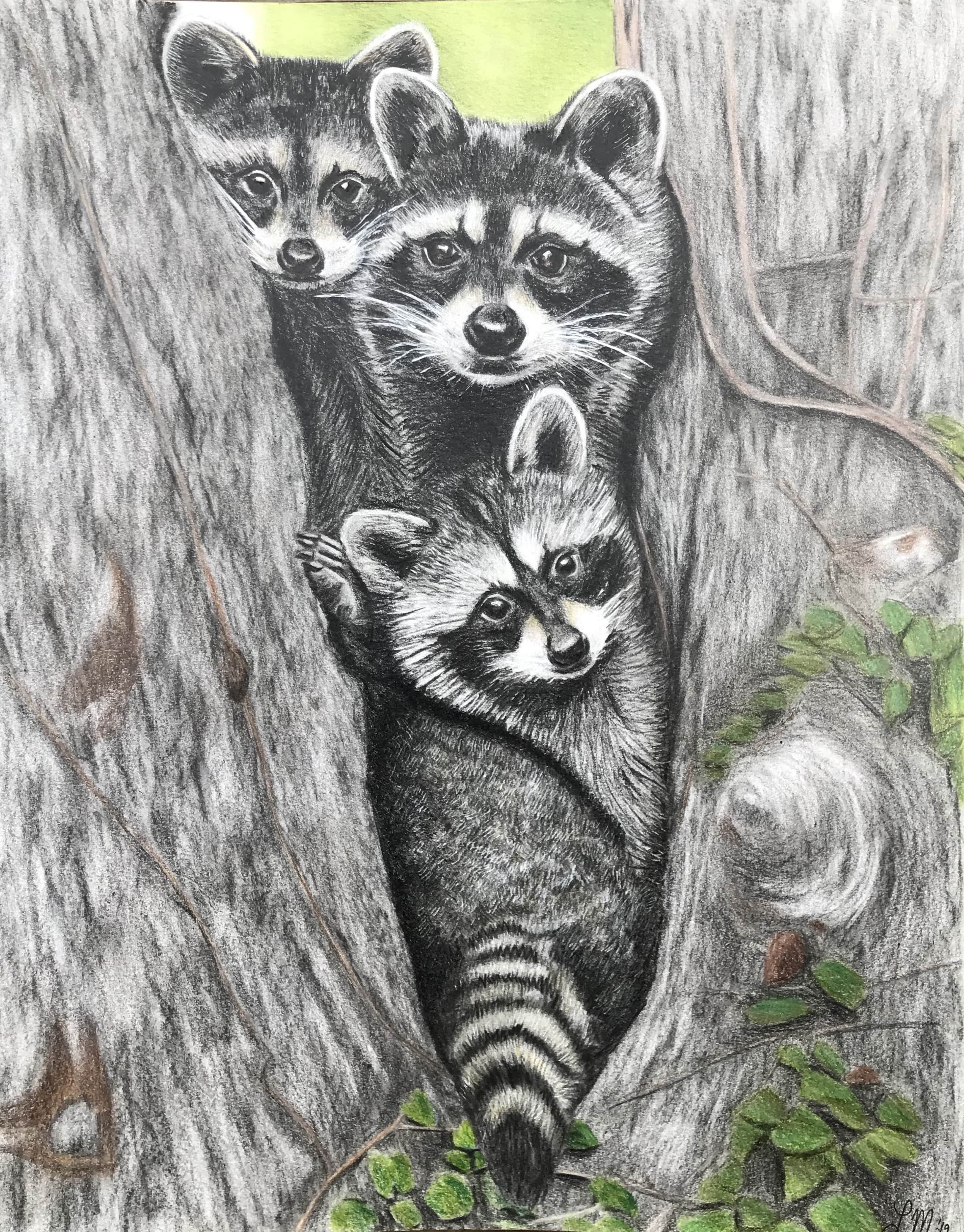 Racoons drawing